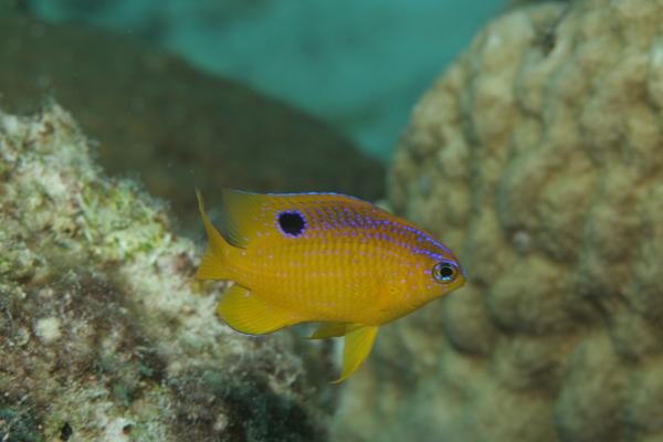 Stegastes diencaeus